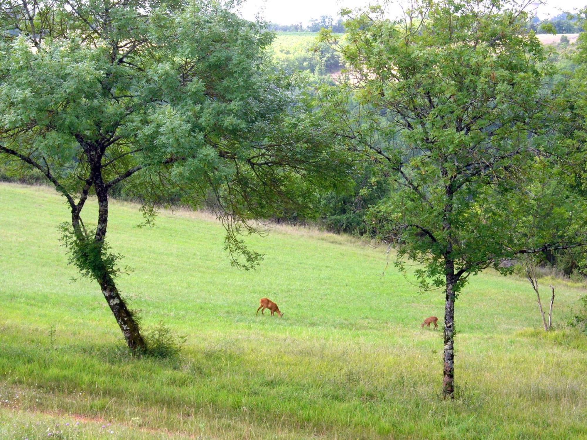 Les Hauts D'Albas Albas  Cameră foto